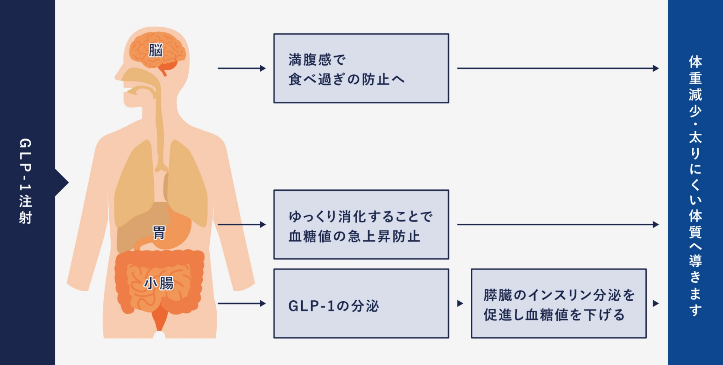 GLP-1の効果効能