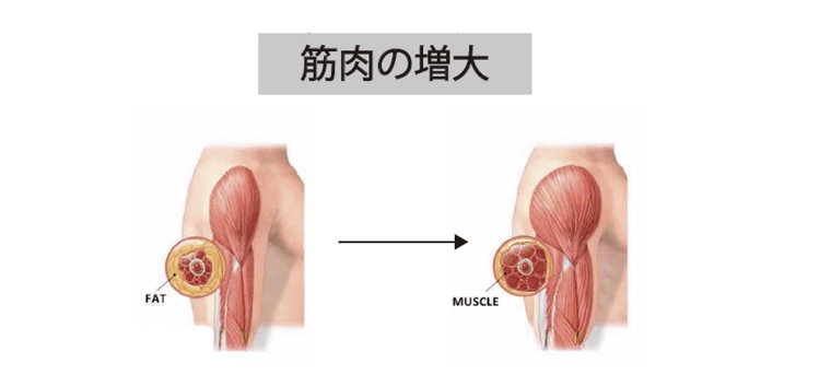 07｜筋肉増大＋強化