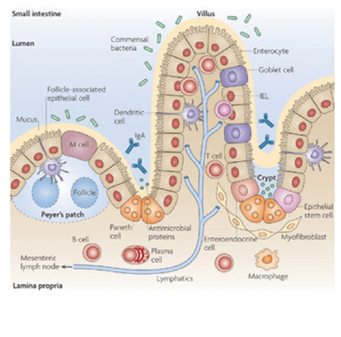 腸脳相関、第二の脳