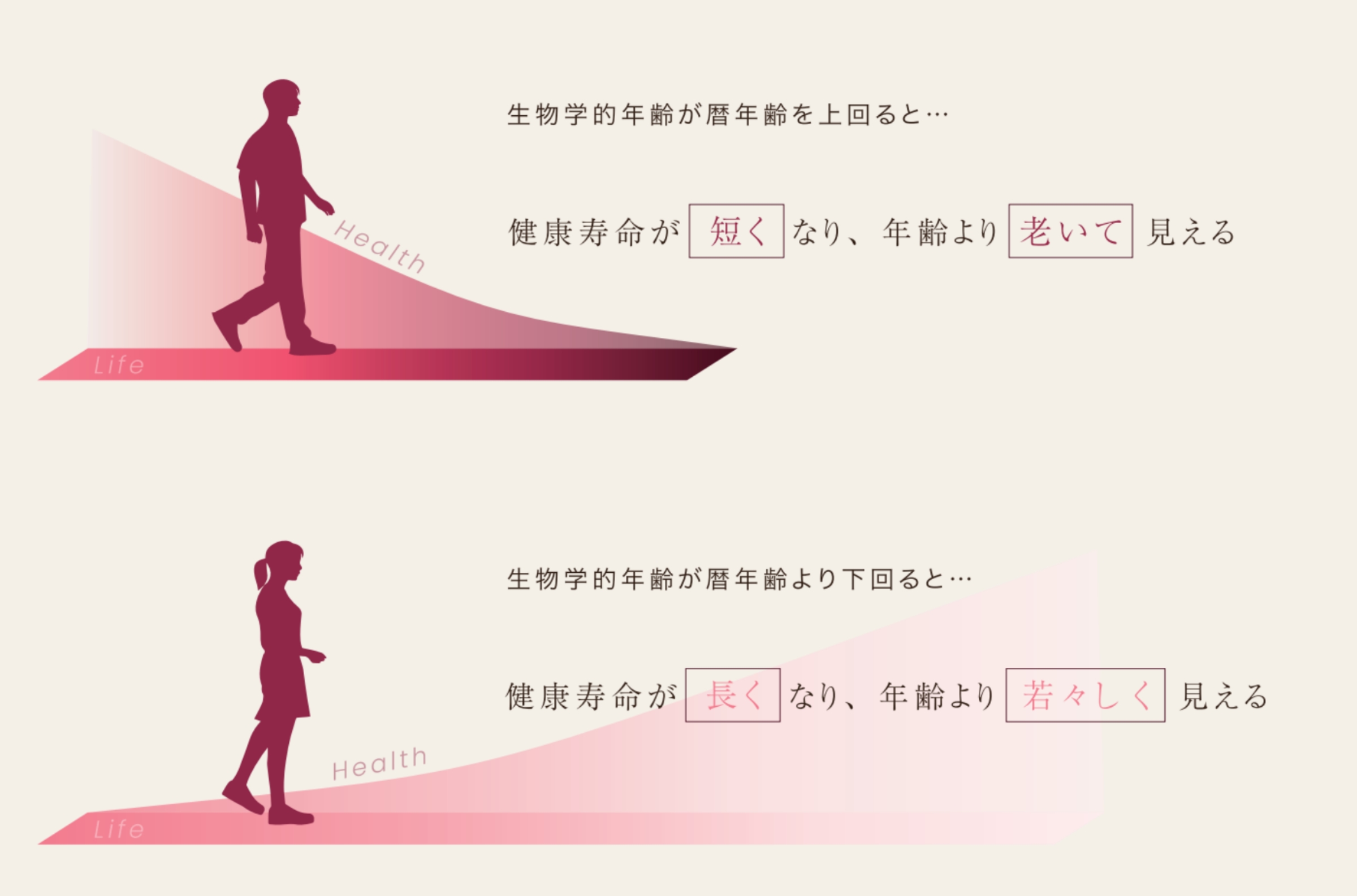 生物学的年齢検査